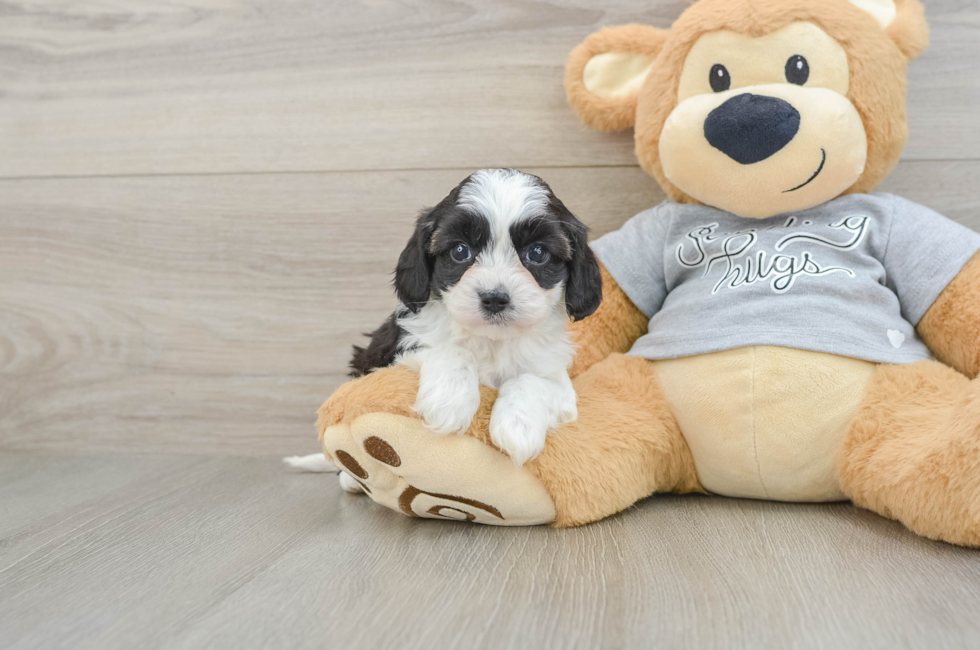 5 week old Cavapoo Puppy For Sale - Lone Star Pups