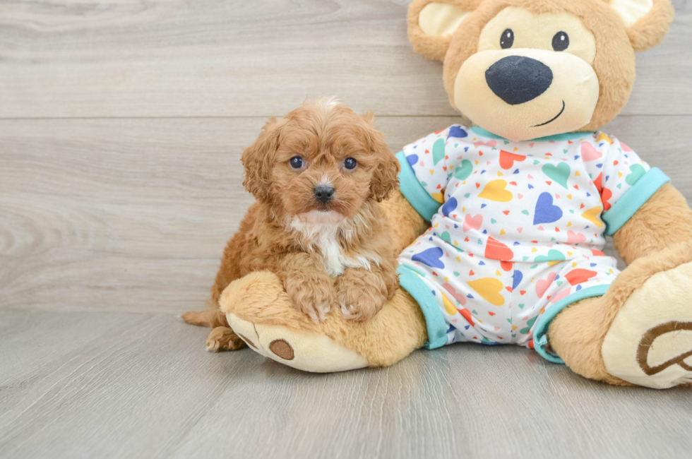 6 week old Cavapoo Puppy For Sale - Lone Star Pups