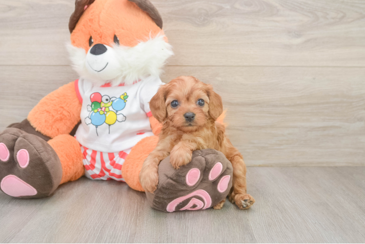 Cavapoo Pup Being Cute