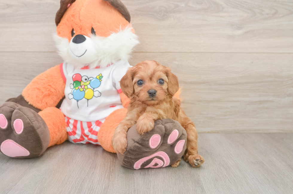 6 week old Cavapoo Puppy For Sale - Lone Star Pups