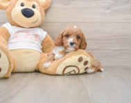 8 week old Cavapoo Puppy For Sale - Lone Star Pups