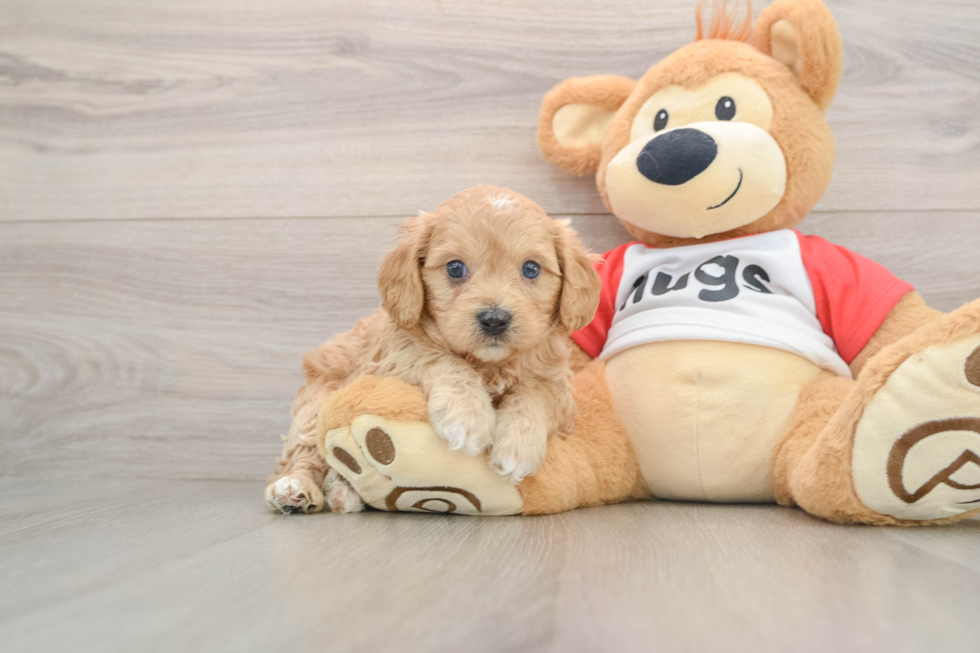 Smart Cavapoo Poodle Mix Pup