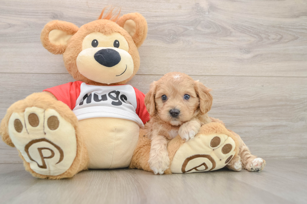 Cute Cavapoo Baby