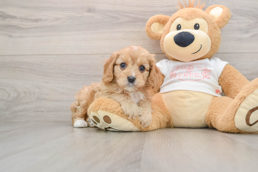 Cavapoo Puppy for Adoption