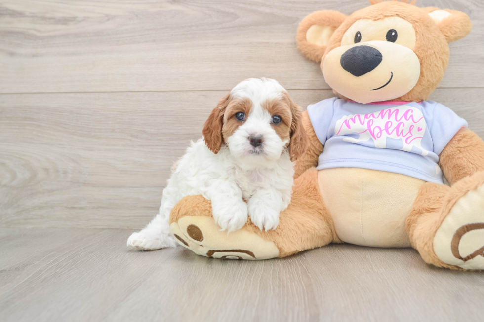 Cavapoo Pup Being Cute
