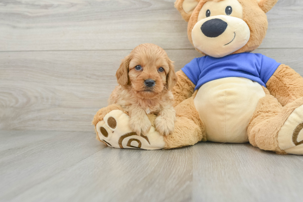 Cavapoo Pup Being Cute