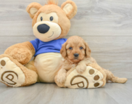 7 week old Cavapoo Puppy For Sale - Lone Star Pups