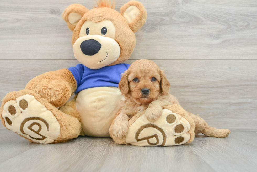 Cute Cavapoo Baby