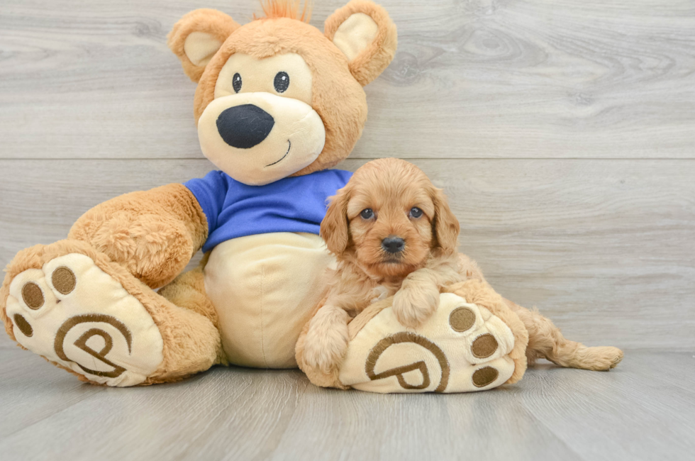 9 week old Cavapoo Puppy For Sale - Lone Star Pups