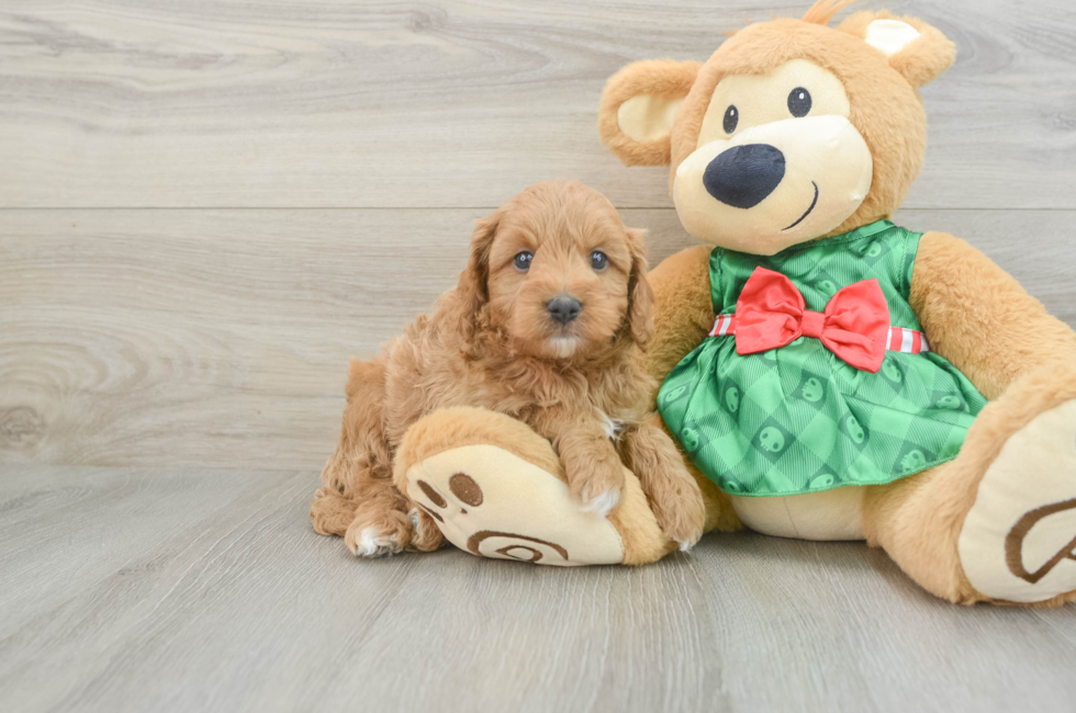 6 week old Cavapoo Puppy For Sale - Lone Star Pups