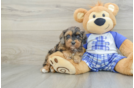 Best Cavapoo Baby