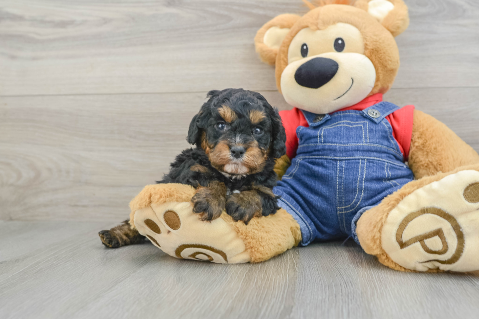 Petite Cavapoo Poodle Mix Pup