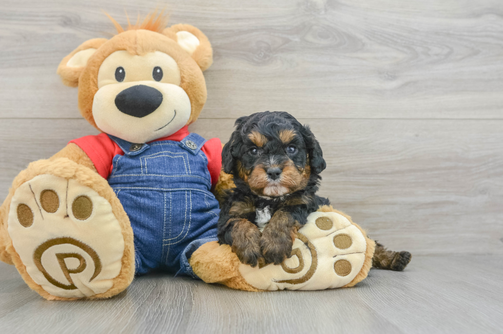 5 week old Cavapoo Puppy For Sale - Lone Star Pups