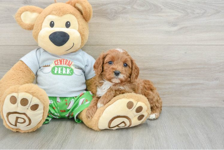 Cavapoo Pup Being Cute