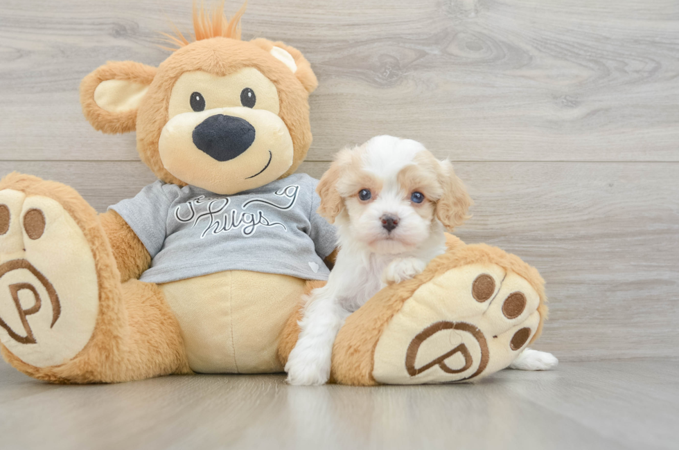 5 week old Cavapoo Puppy For Sale - Lone Star Pups