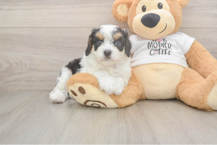 Cavapoo Puppy for Adoption
