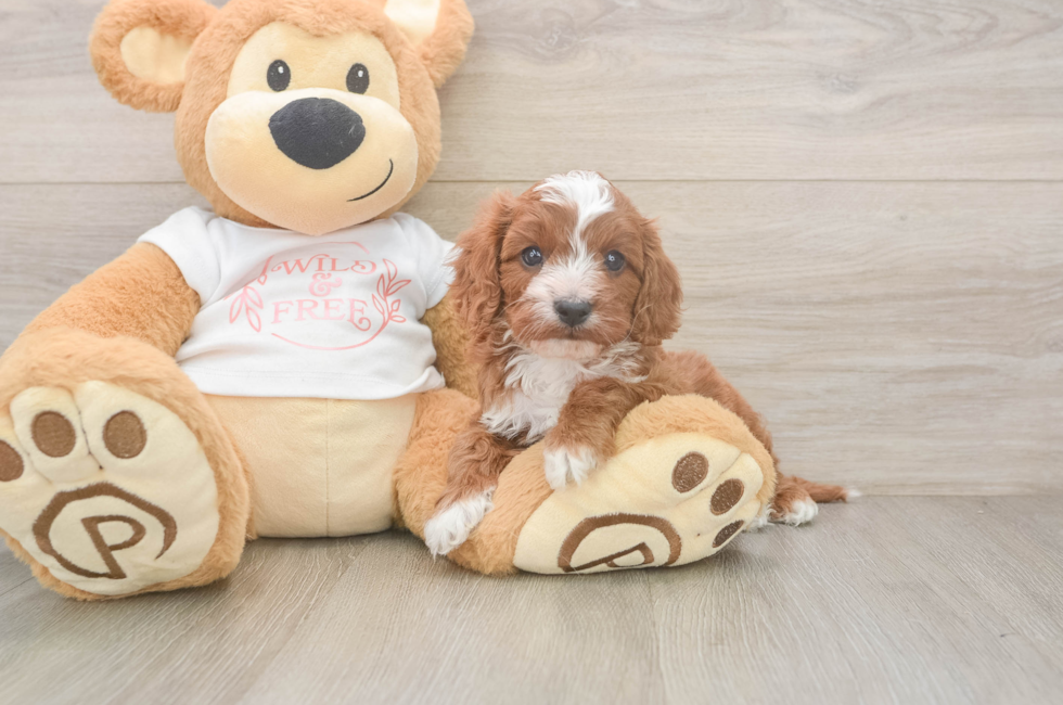 7 week old Cavapoo Puppy For Sale - Lone Star Pups
