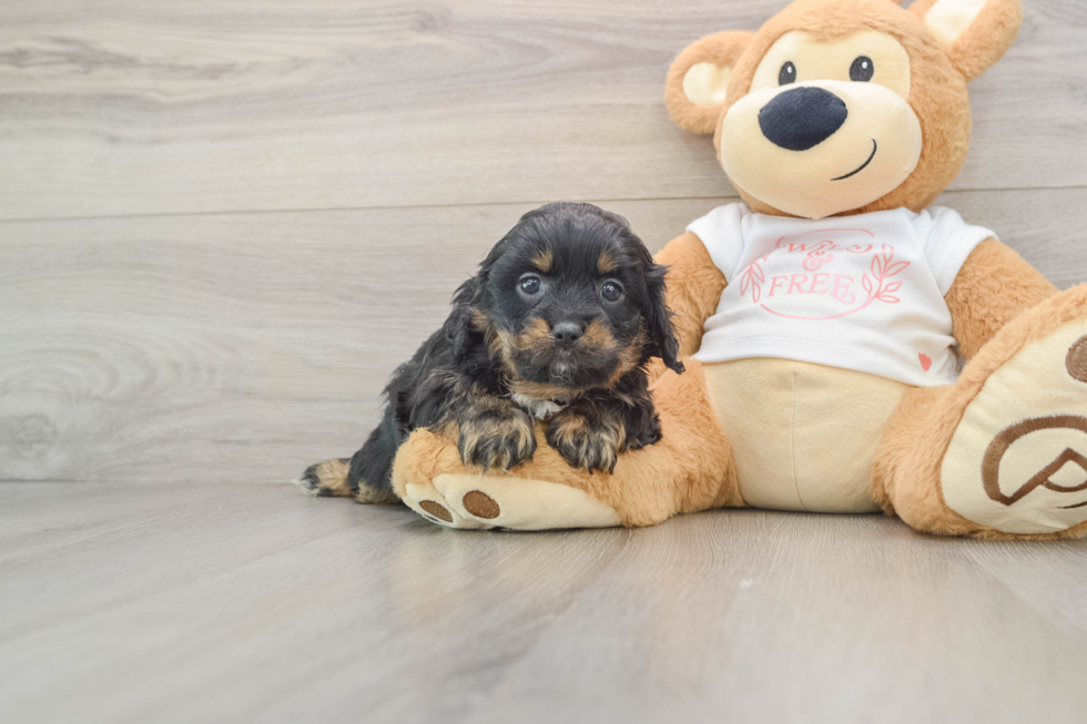 Cavapoo Pup Being Cute