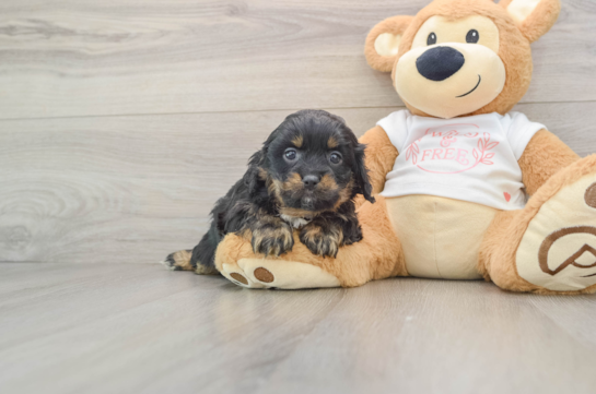 Cavapoo Pup Being Cute