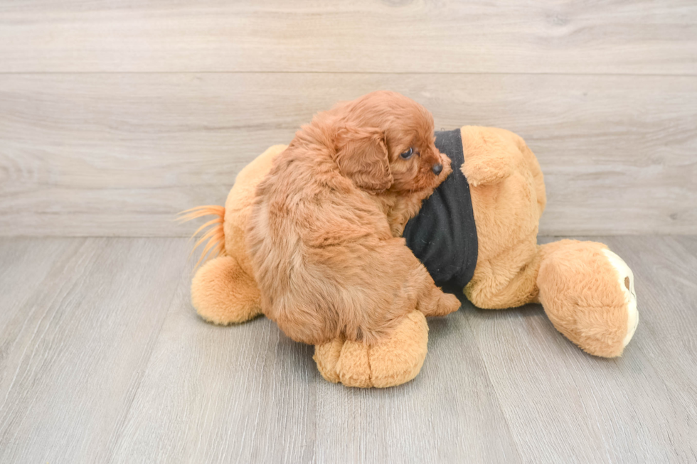 Cavapoo Puppy for Adoption