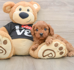 7 week old Cavapoo Puppy For Sale - Lone Star Pups