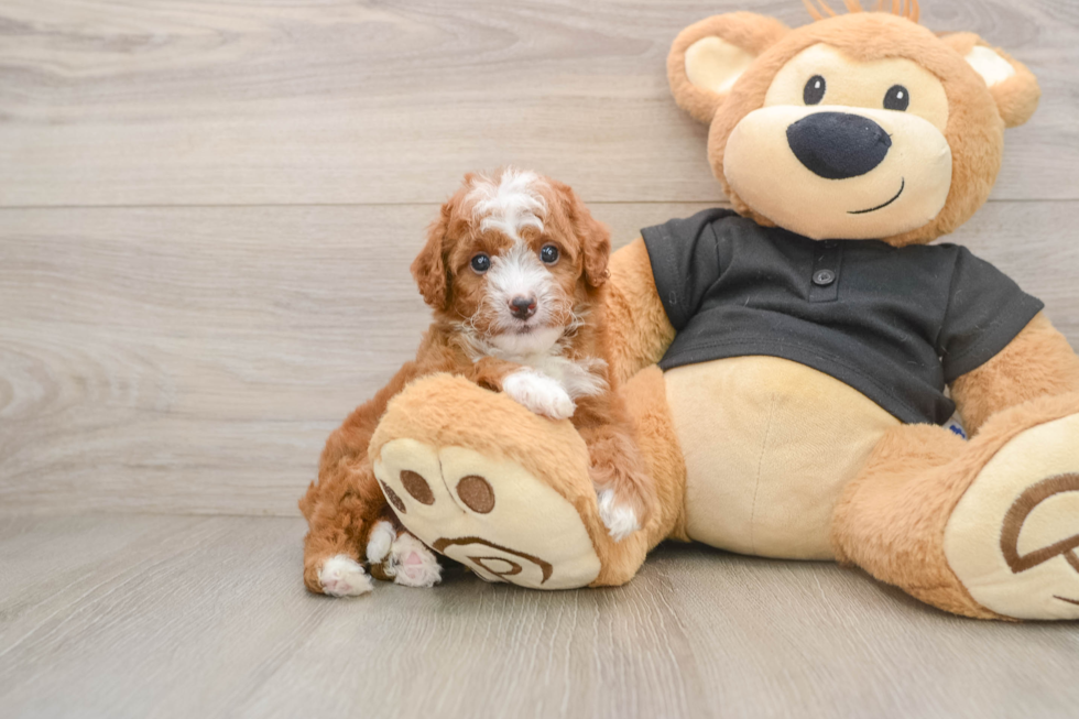 Cavapoo Puppy for Adoption