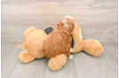 Best Cavapoo Baby