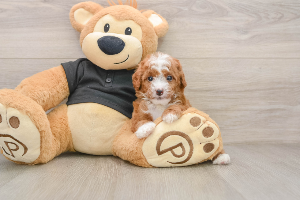 Best Cavapoo Baby