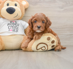 7 week old Cavapoo Puppy For Sale - Lone Star Pups