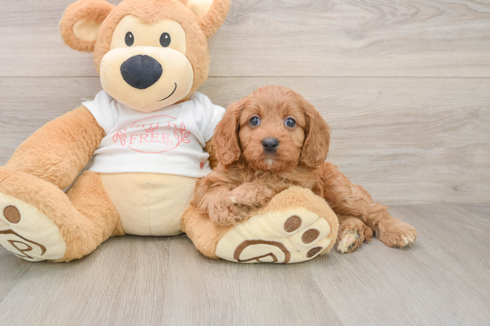 Petite Cavapoo Poodle Mix Pup