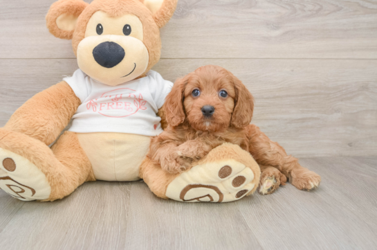 Petite Cavapoo Poodle Mix Pup