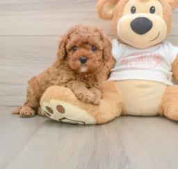 9 week old Cavapoo Puppy For Sale - Lone Star Pups