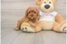 Cavapoo Pup Being Cute