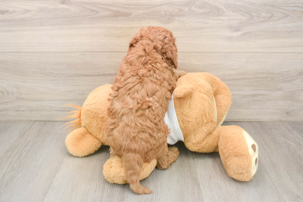 Funny Cavapoo Poodle Mix Pup