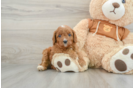 Petite Cavapoo Poodle Mix Pup