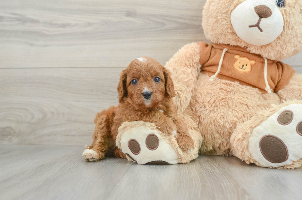 9 week old Cavapoo Puppy For Sale - Lone Star Pups