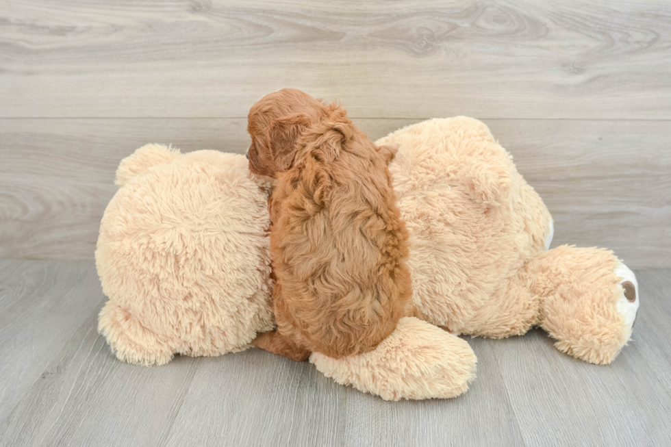 Cavapoo Pup Being Cute