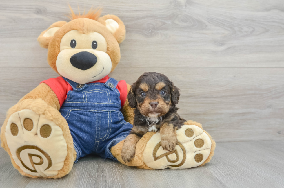 5 week old Cavapoo Puppy For Sale - Lone Star Pups