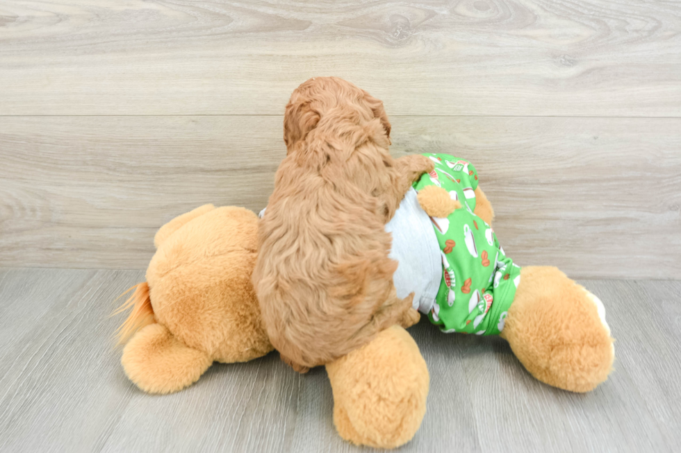 Cavapoo Puppy for Adoption