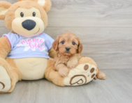 8 week old Cavapoo Puppy For Sale - Lone Star Pups
