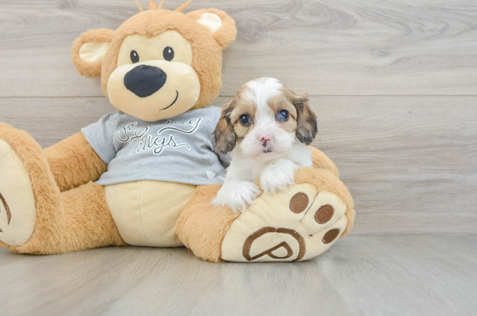 5 week old Cavapoo Puppy For Sale - Lone Star Pups