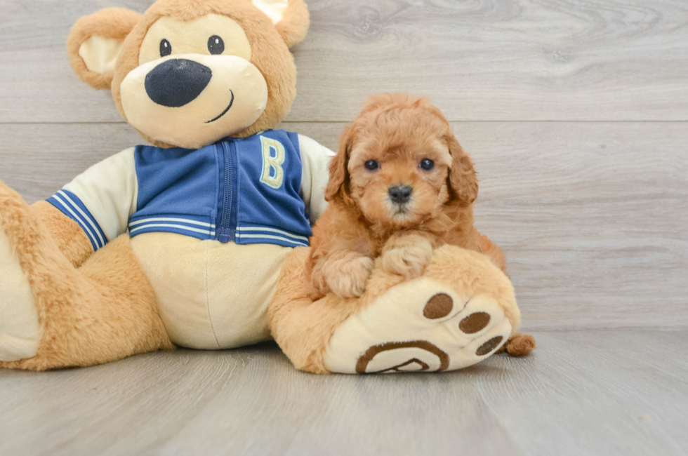 7 week old Cavapoo Puppy For Sale - Lone Star Pups