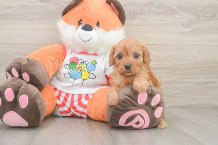 Cavapoo Puppy for Adoption