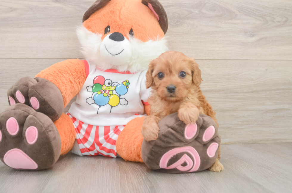 6 week old Cavapoo Puppy For Sale - Lone Star Pups