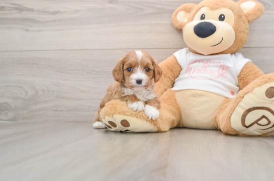 Playful Cavapoodle Poodle Mix Puppy