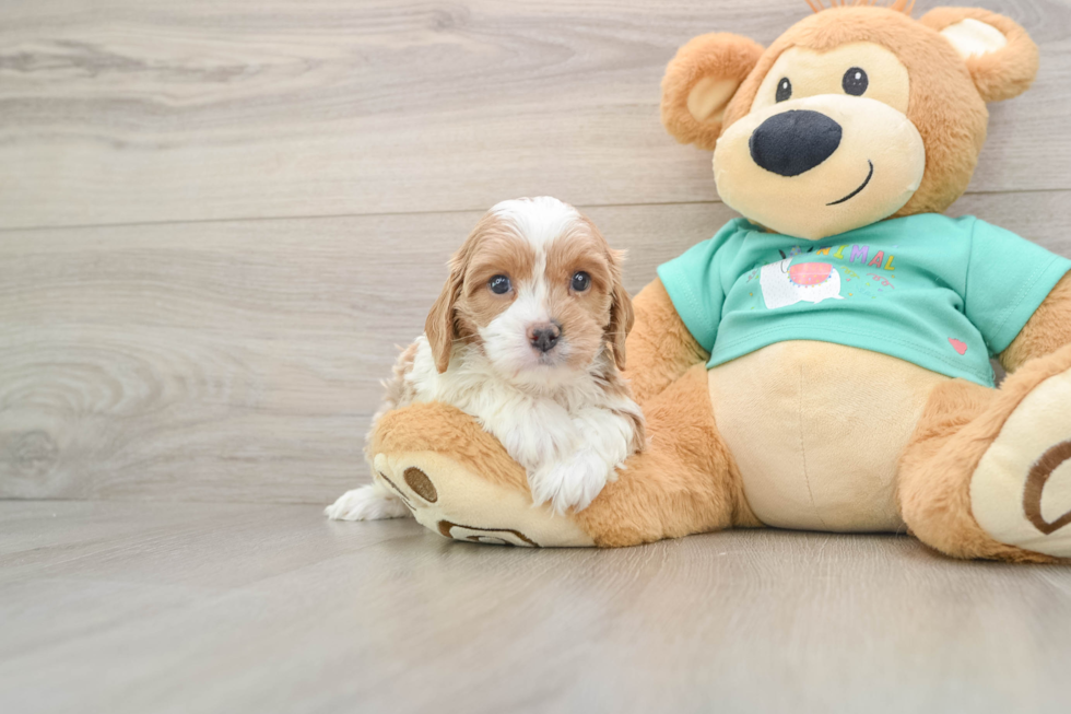 Petite Cavapoo Poodle Mix Pup