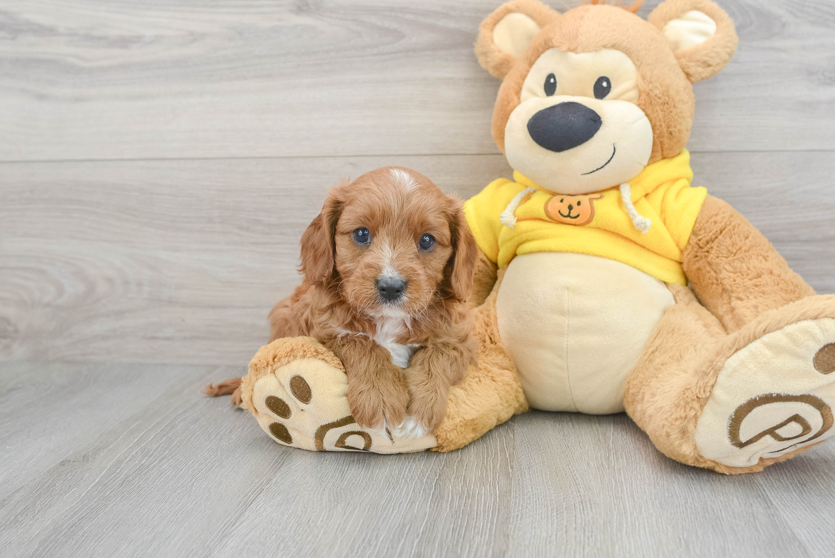 Cavapoo Pup Being Cute