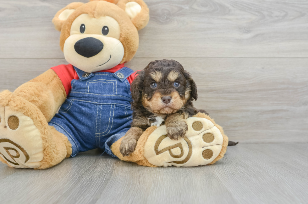 5 week old Cavapoo Puppy For Sale - Lone Star Pups