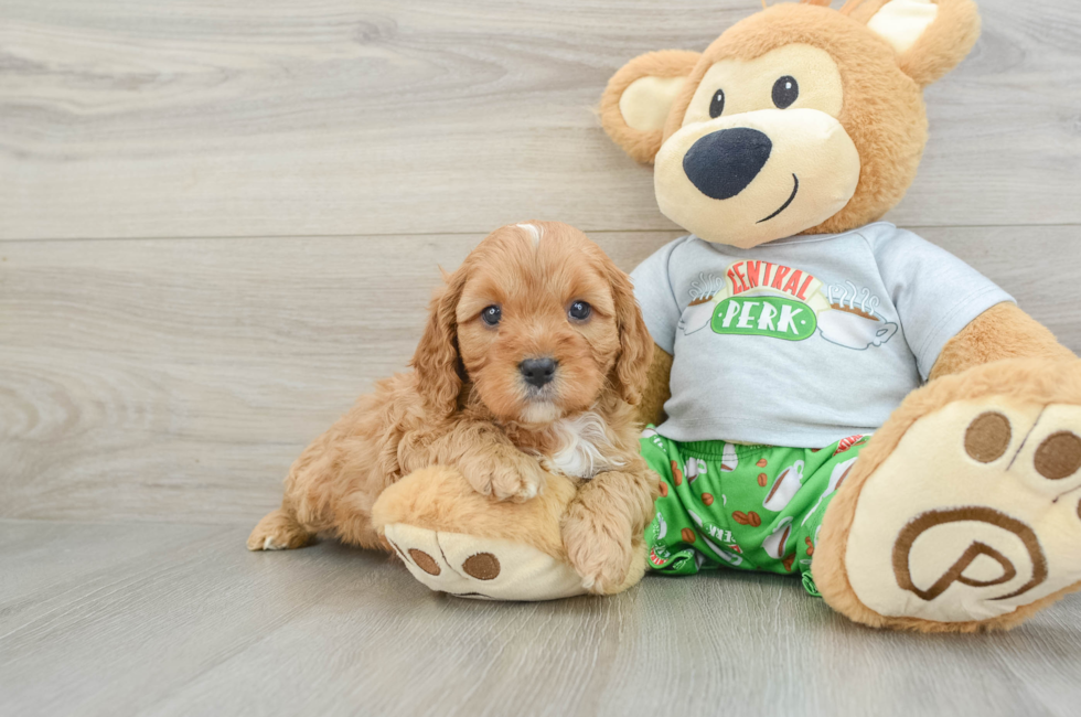 6 week old Cavapoo Puppy For Sale - Lone Star Pups