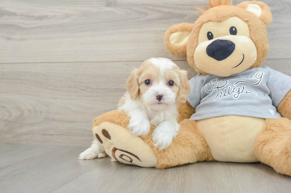 5 week old Cavapoo Puppy For Sale - Lone Star Pups